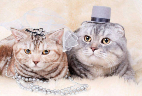 Фотошпалери Одруження котів