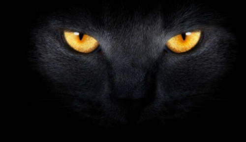 Фотошпалери Очі чорного кота